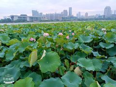 -月湖风景区