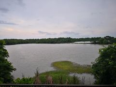 -大湾区中央湿地公园