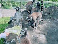 -秦皇岛野生动物园