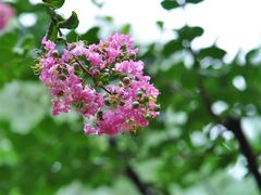 -陈家山荷花公园