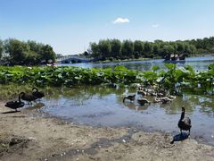 -长春市南湖公园