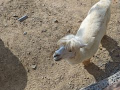 -石家庄市动物园