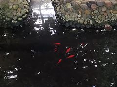 -呀路古热带植物园