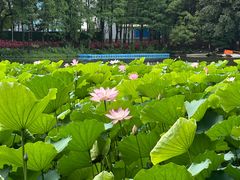 -荔湾湖公园