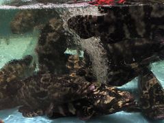-阿伟海鲜楼·福建菜(延寿店)