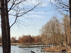 -宁波杭州湾国家湿地公园