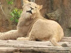 -北京野生动物园