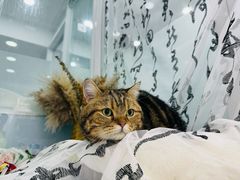 -爱洗澡的猫(望京店)