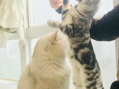 -共舞时光猫咖·狗咖(新街口店)