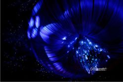 -上海万豪虹桥大酒店·宴会厅