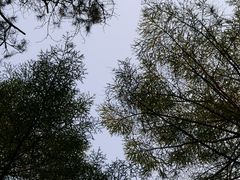 -长白岛森林公园