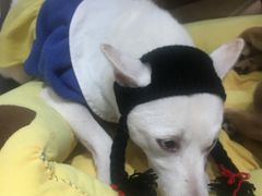 -逗柴咖啡屋·狗咖猫咖宠物桌游