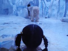 -芜湖新华联大白鲸海洋公园