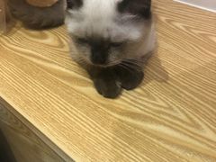 -Heymao猫咖.咖啡厅(东门店)