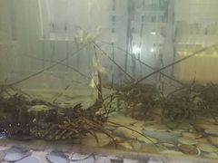 -巽寮印象美食部落餐厅·海鲜·地方特色菜(惠州体验店)