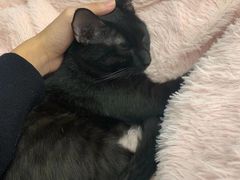 -浣熊柯尔鸭土拨鼠·电玩咖