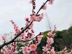 -无锡梅园公园