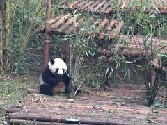 -成都大熊猫繁育研究基地