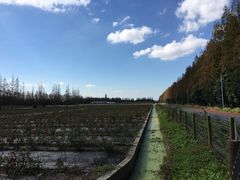 -上海长兴岛郊野公园