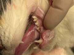 -美联众合动物医院·24h转诊中心