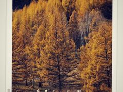 -塞罕坝国家级自然保护区