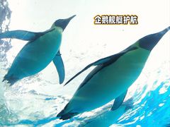 -珠海长隆海洋王国