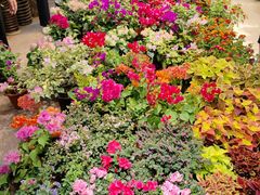 -双季花艺园艺市场(浦东店)