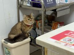 -宠颐生汉谟拉比宠物医院