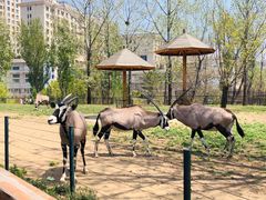 -大连森林动物园