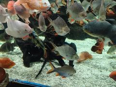 -太平洋海底世界