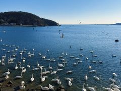 -烟墩角天鹅湖