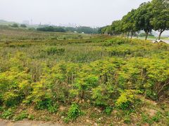 -光明小镇欢乐田园