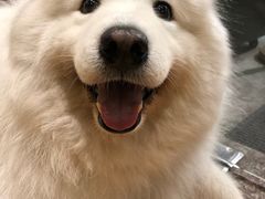 -more than meow吴止猫主题餐厅(承德 中船汇店)