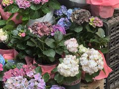 -溪岸路花鸟市场