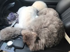 -爱宠屋pet shop·宠物洗澡·宠物美容