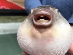 -长顺河豚馆(江洲东路)