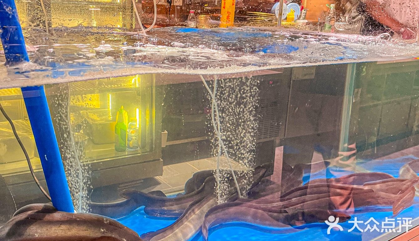 成都烤活鳗🐟，认准善满准没错