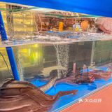 成都烤活鳗🐟，认准善满准没错
