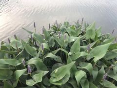 -艾溪湖湿地公园