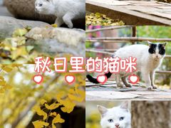 -香木香羊(小汤山店)