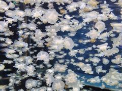 -太平洋海底世界