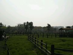-田园东方蜜桃村的田野营地