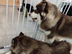 -Let's go狗咖·猫咖·奶狗·桌游(春熙路IFS店)
