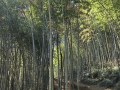 -西湖风景区十里琅珰-五云山