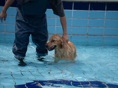 -趣玩宠物乐园寄养训犬训狗游泳池