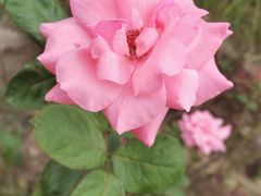 -亚龙湾国际玫瑰谷