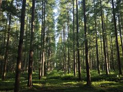 -黄海国家森林公园