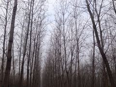 -合肥滨湖国家森林公园