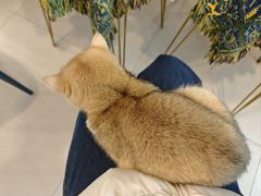 -平行世界·猫咖(首经贸店)