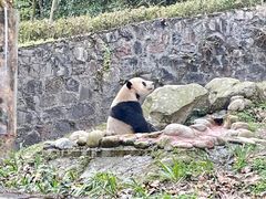 -都江堰中华大熊猫苑